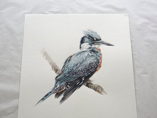 Ringed Kingfisher bird illustrated in watercolor by wildlife artist Antonia Reyes Montealegre
